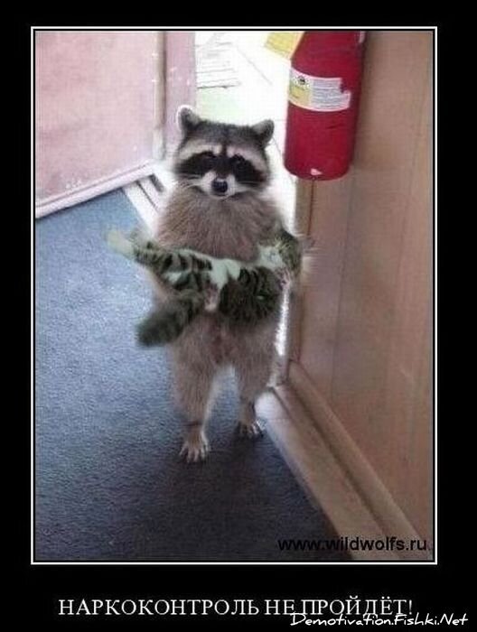 Смешной демотиватор от zubrilov за 10.11.2010 №60673