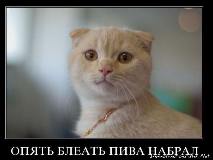 Смешной демотиватор от zubrilov за 10.11.2010 №60675
