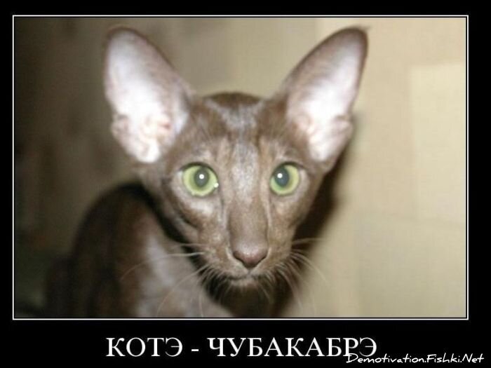 Подборка демотиваторов (161 фото)