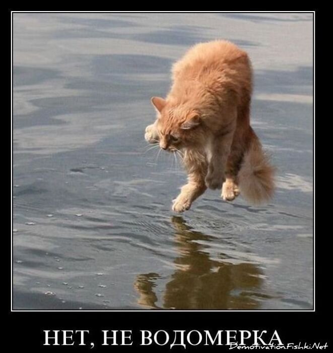 Смешной демотиватор от zubrilov за 10.11.2010 №60678