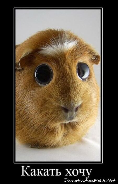 Подборка демотиваторов (161 фото)