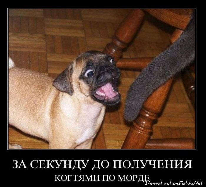 Смешной демотиватор от zubrilov за 10.11.2010 №60722