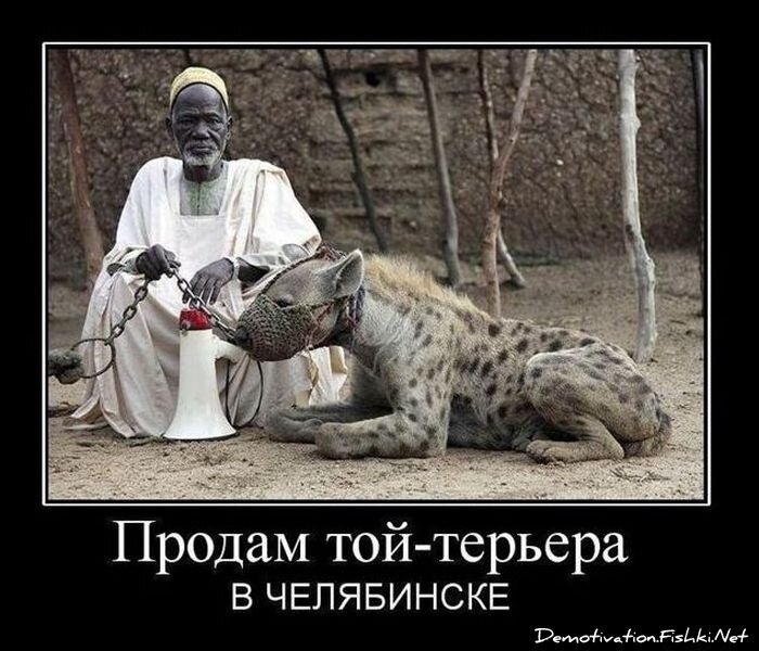 Смешной демотиватор от zubrilov за 10.11.2010 №60744
