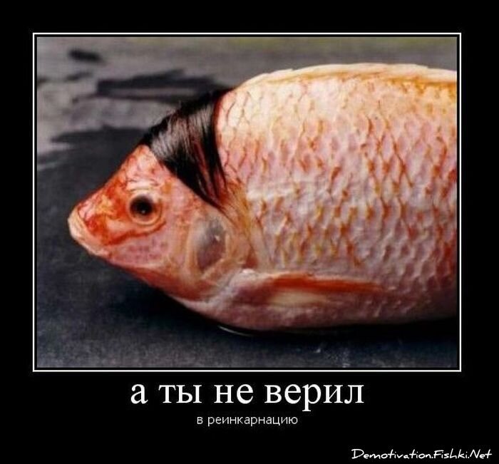 Смешной демотиватор от zubrilov за 10.11.2010 №60753