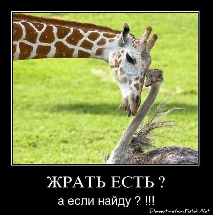 Смешной демотиватор от zubrilov за 10.11.2010 №60765