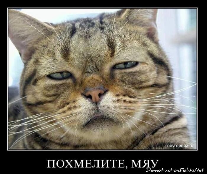 Смешной демотиватор от zubrilov за 10.11.2010 №60766