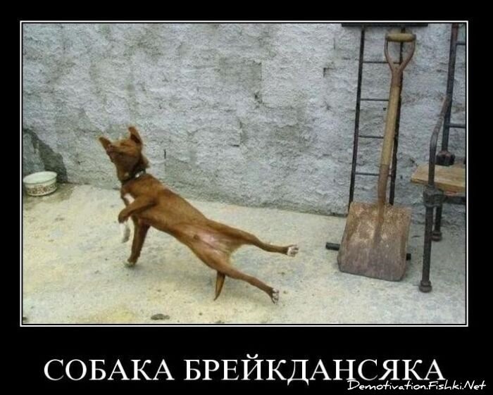 Подборка демотиваторов (100 фото)