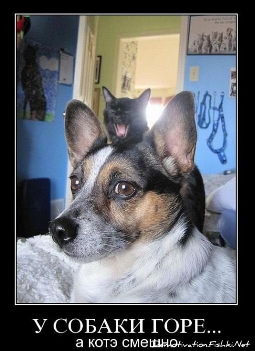 Смешной демотиватор от zubrilov за 12.11.2010 №60812