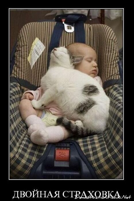 Смешной демотиватор от zubrilov за 12.11.2010 №60821