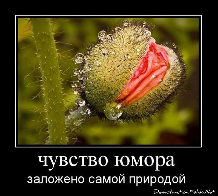Смешной демотиватор от zubrilov за 12.11.2010 №60838