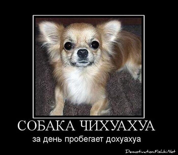 Смешной демотиватор от zubrilov за 12.11.2010 №60845