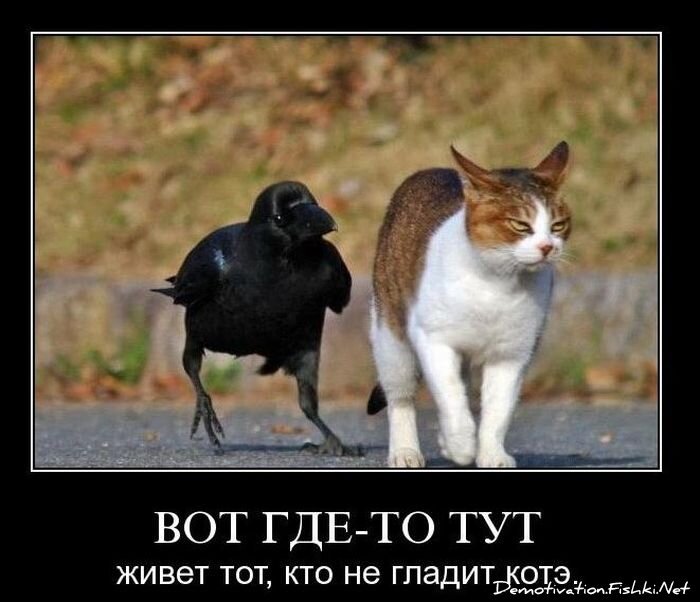 Смешной демотиватор от zubrilov за 12.11.2010 №60851