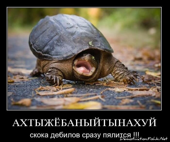 Смешной демотиватор от zubrilov за 12.11.2010 №60855