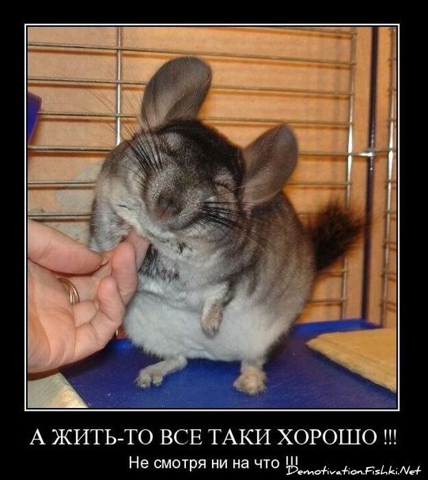 Смешной демотиватор от zubrilov за 12.11.2010 №60857