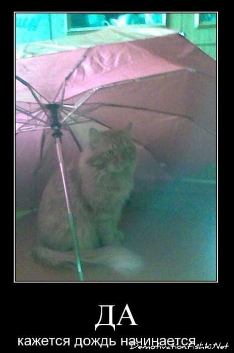 Смешной демотиватор от zubrilov за 12.11.2010 №60869