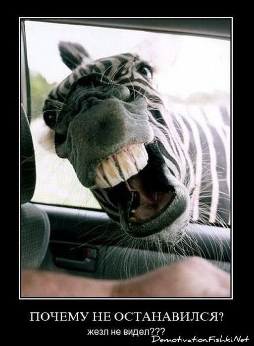 Смешной демотиватор от zubrilov за 12.11.2010 №60878