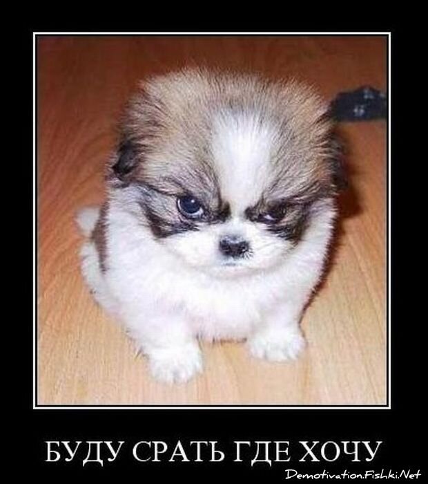 Смешной демотиватор от zubrilov за 17.11.2010 №60990