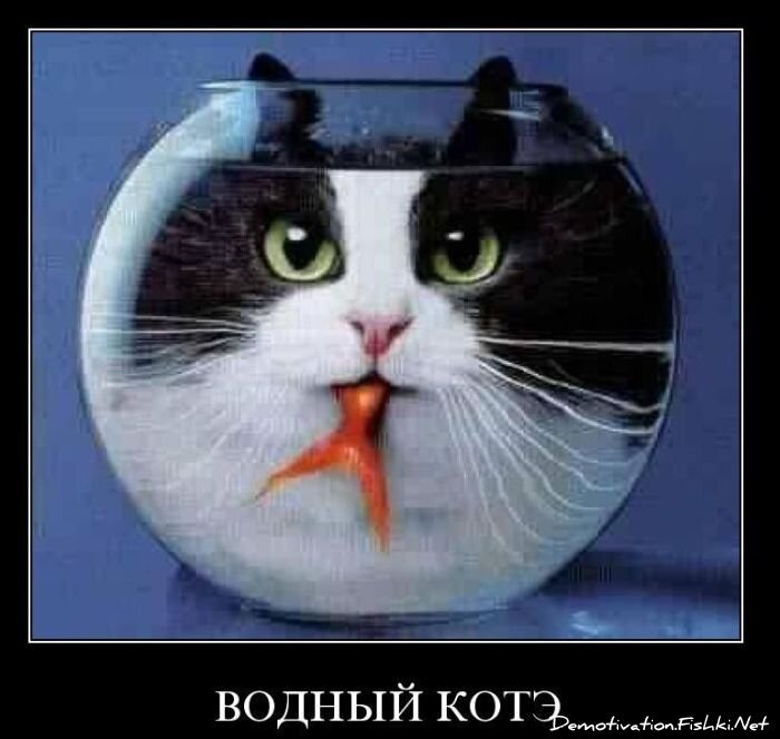 Смешной демотиватор от zubrilov за 17.11.2010 №61012