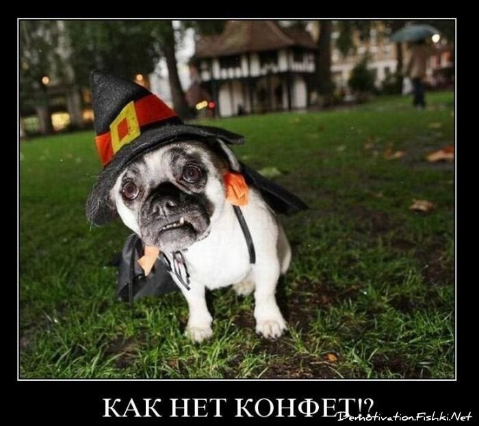Смешной демотиватор от zubrilov за 17.11.2010 №61018