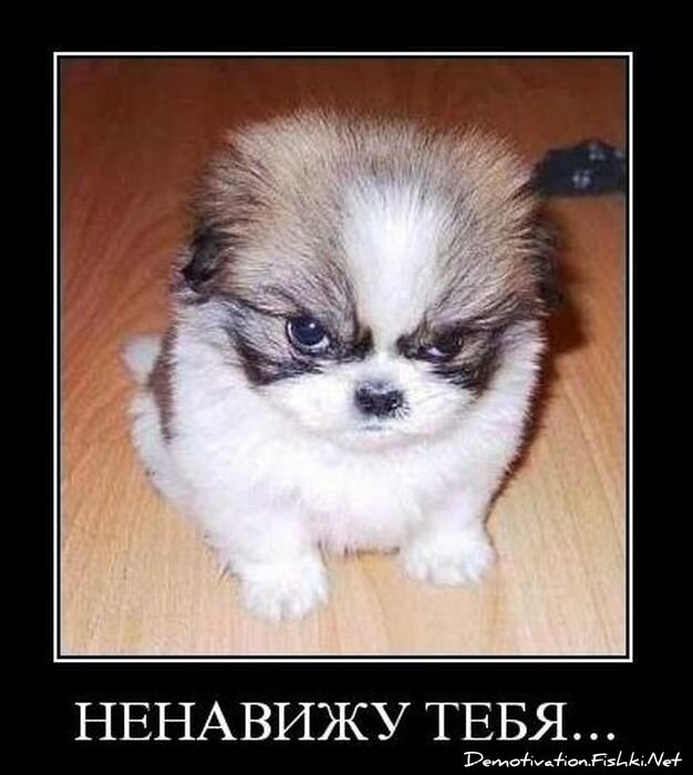 Смешной демотиватор от zubrilov за 17.11.2010 №61020