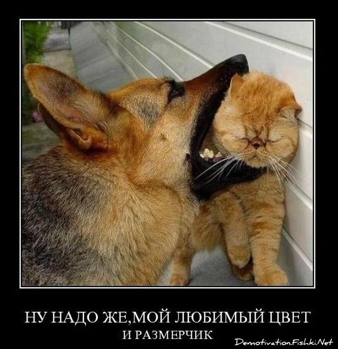 Смешной демотиватор от zubrilov за 17.11.2010 №61023