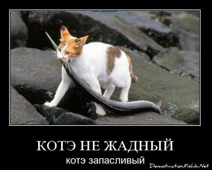 Смешной демотиватор от zubrilov за 17.11.2010 №61052