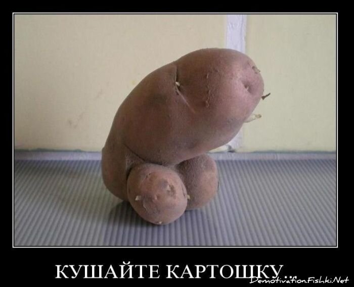 Смешной демотиватор от zubrilov за 19.11.2010 №61195