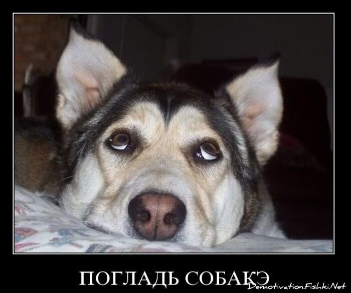 Смешной демотиватор от zubrilov за 19.11.2010 №61218