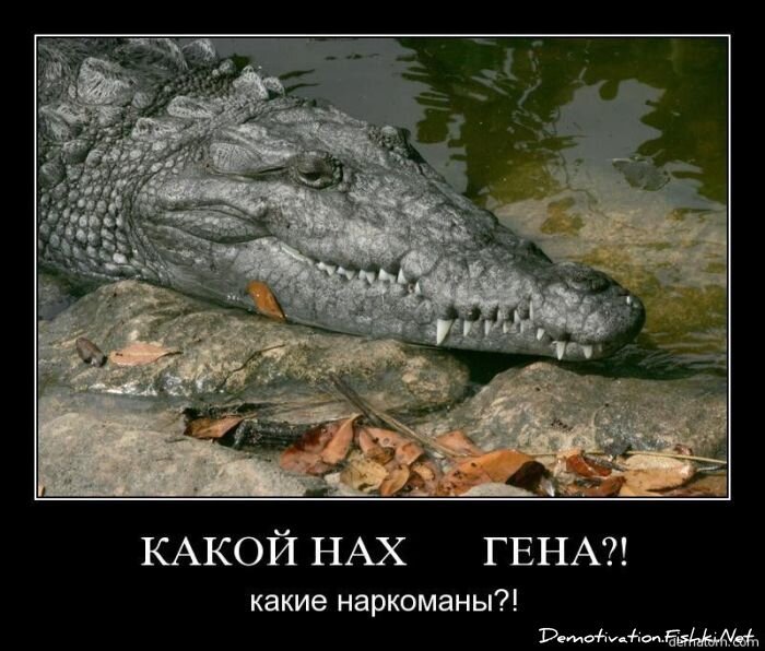 Смешной демотиватор от zubrilov за 19.11.2010 №61242