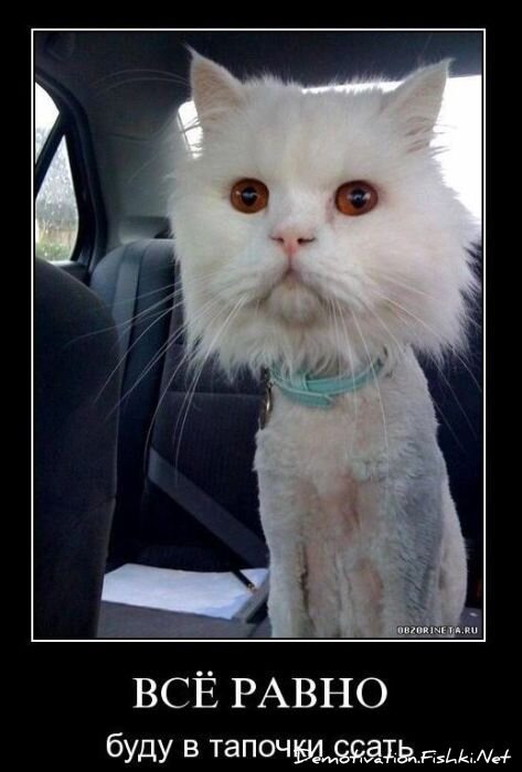 Смешной демотиватор от zubrilov за 24.11.2010 №61342