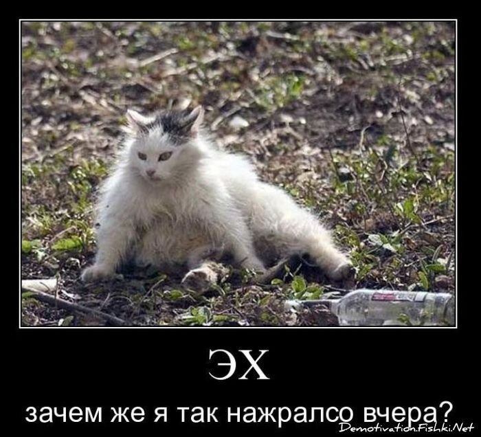 Смешной демотиватор от zubrilov за 24.11.2010 №61452