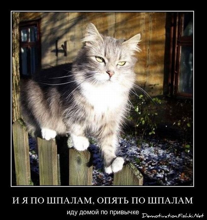 Смешной демотиватор от zubrilov за 24.11.2010 №61456