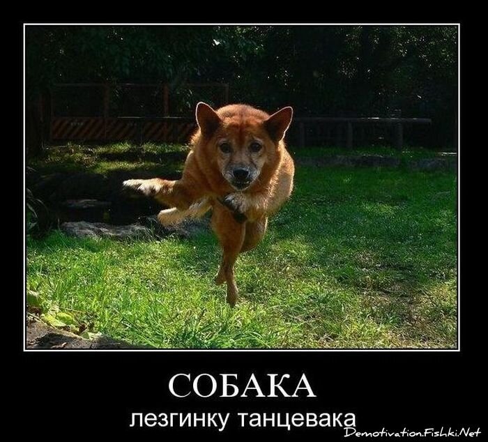 Смешной демотиватор от zubrilov за 24.11.2010 №61463