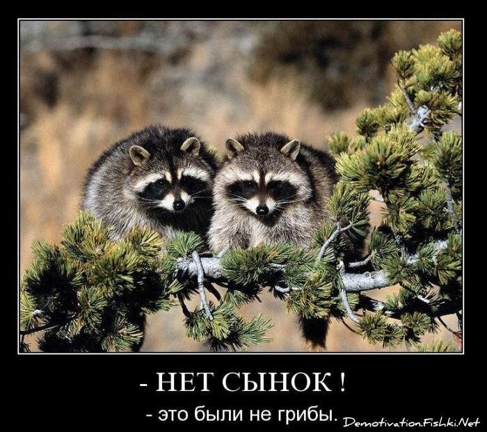 Смешной демотиватор от zubrilov за 24.11.2010 №61468