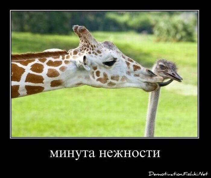 Смешной демотиватор от zubrilov за 26.11.2010 №61518