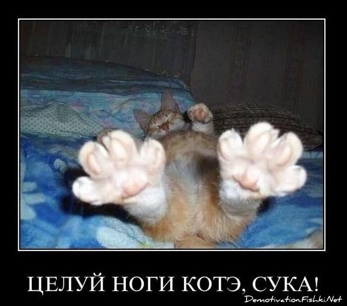 Смешной демотиватор от zubrilov за 26.11.2010 №61530