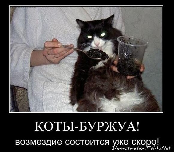 Смешной демотиватор от zubrilov за 26.11.2010 №61531