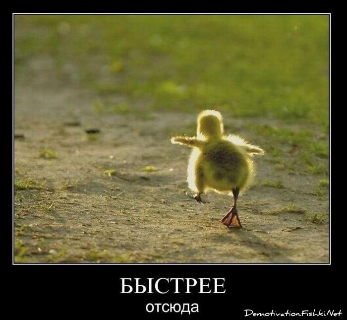 Смешной демотиватор от zubrilov за 26.11.2010 №61532