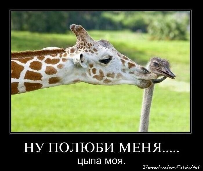 Смешной демотиватор от zubrilov за 26.11.2010 №61533