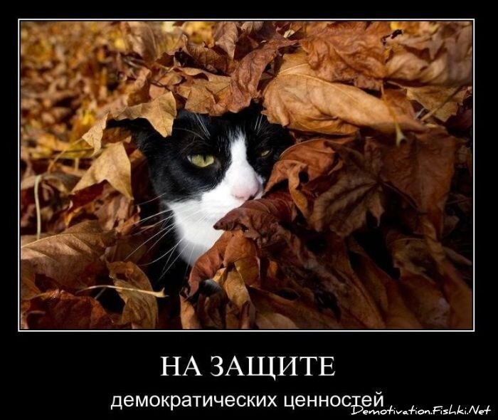 Смешной демотиватор от zubrilov за 26.11.2010 №61560