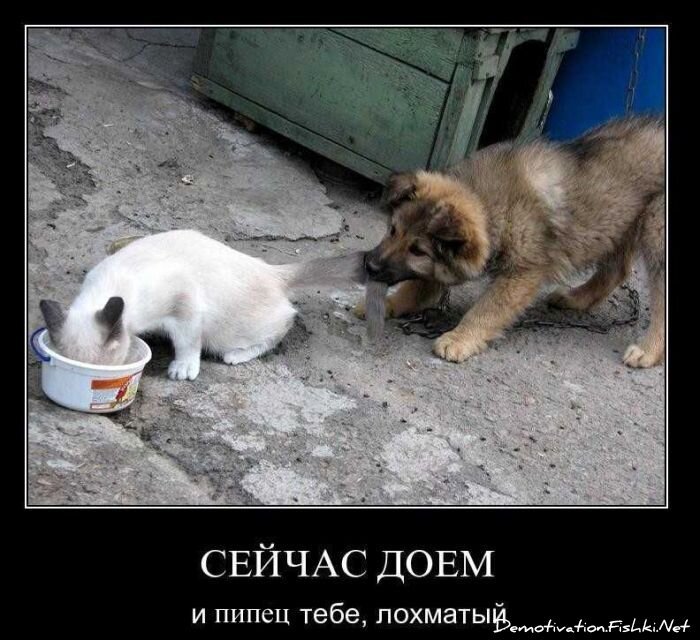 Смешной демотиватор от zubrilov за 26.11.2010 №61569