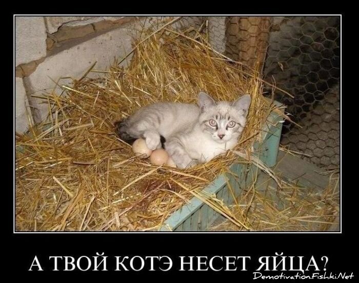 Смешной демотиватор от zubrilov за 26.11.2010 №61575