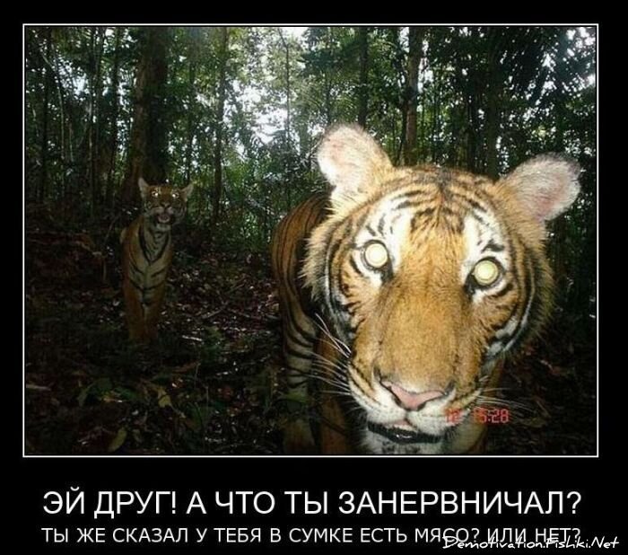 Смешной демотиватор от zubrilov за 26.11.2010 №61579