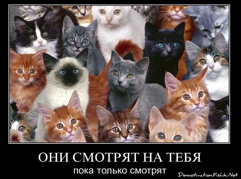 Смешной демотиватор от zubrilov за 26.11.2010 №61581