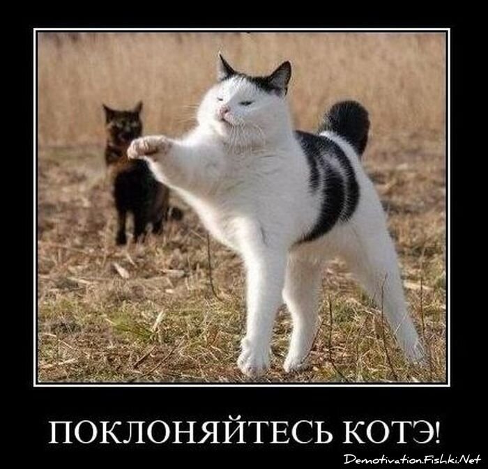 Смешной демотиватор от zubrilov за 01.12.2010 №61628