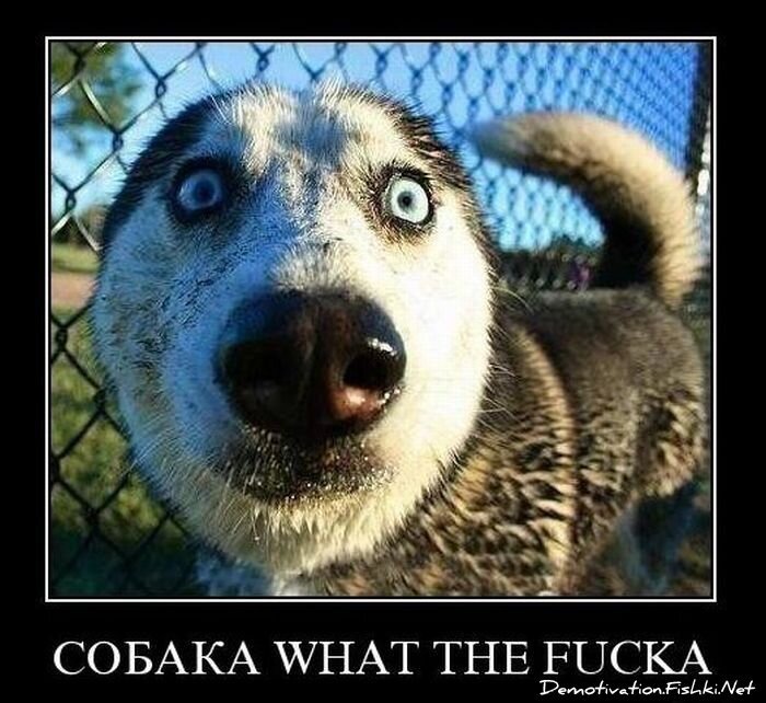 Смешной демотиватор от zubrilov за 01.12.2010 №61660