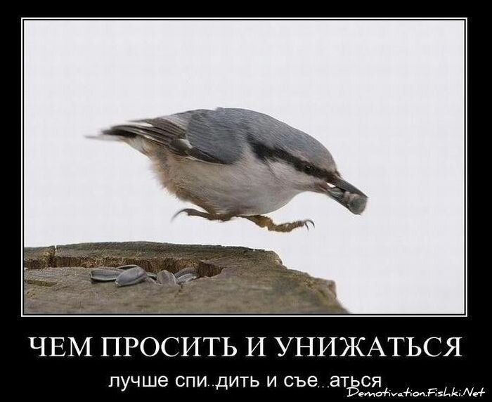Смешной демотиватор от zubrilov за 01.12.2010 №61663