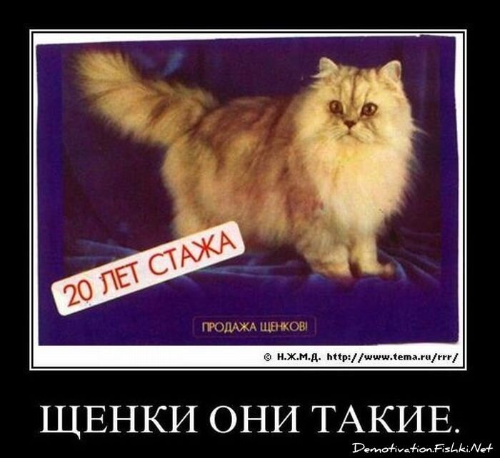 Смешной демотиватор от zubrilov за 01.12.2010 №61666