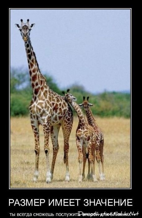 Смешной демотиватор от zubrilov за 01.12.2010 №61739