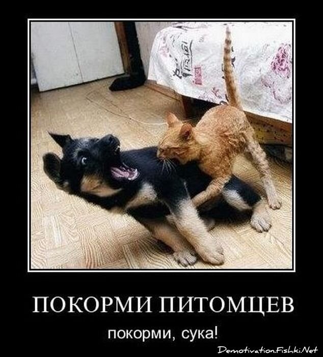 Смешной демотиватор от zubrilov за 03.12.2010 №61784